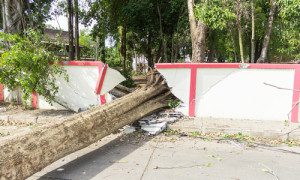 maintained improperly trees tree lawyers accident hide florida